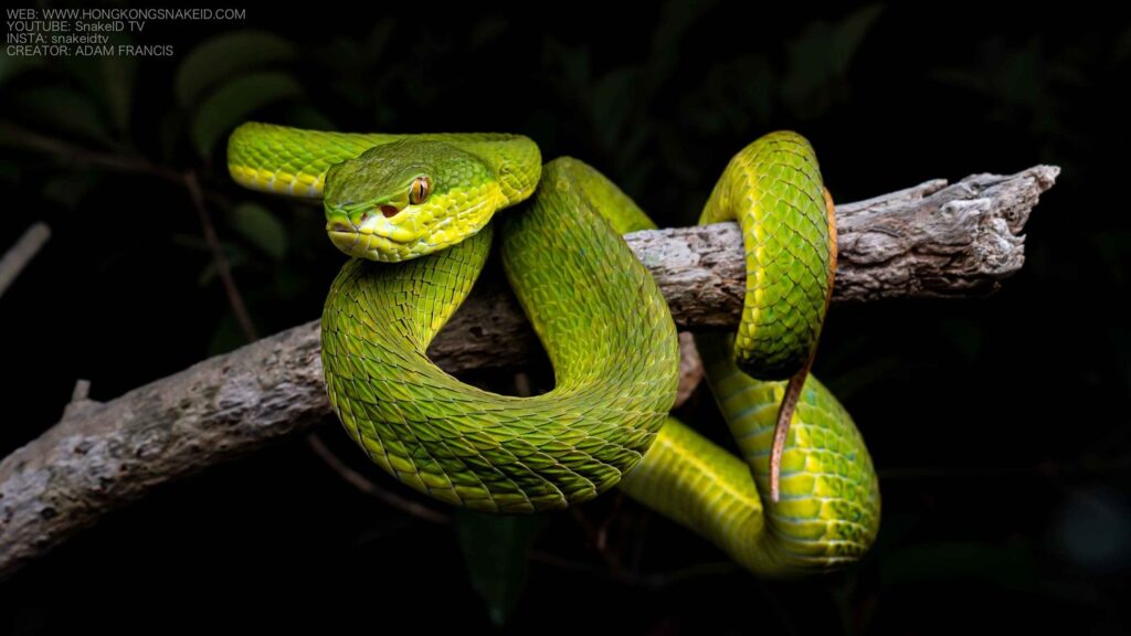 In the Viper’s Den (10/25/2025)