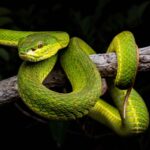In the Viper’s Den (10/25/2025)